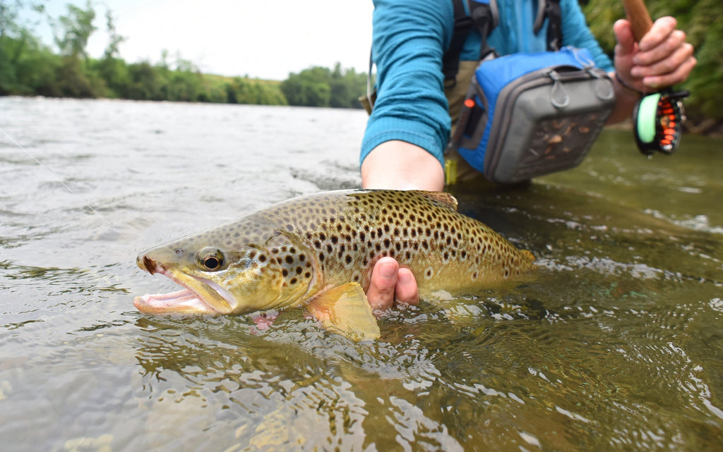 Quill Gordon Classic Dry Fly - 6 Flies Size 16 (Copy)