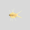 Merkin Crab