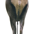 Montana Decoy Backcountry Elk Decoy