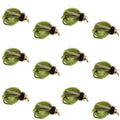 Bead Head LaFontaine Olive Deep Sparkle Caddis Pupa - 1 Dozen Flies Hook Size 12